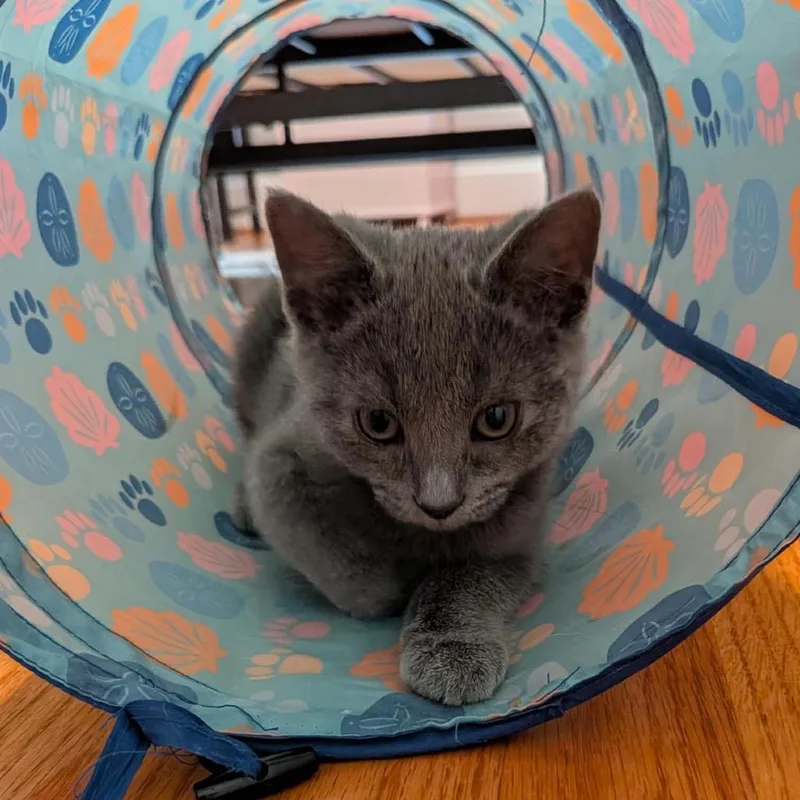 A baby small-sized female Gray / Blue / Silver Domestic Short Hair cat named Lotus for adoption in Falls Church, VA