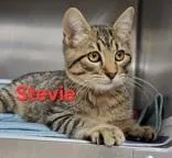 A young small-sized male Brown / Chocolate Domestic Short Hair cat named Stevie for adoption in Moline, IL