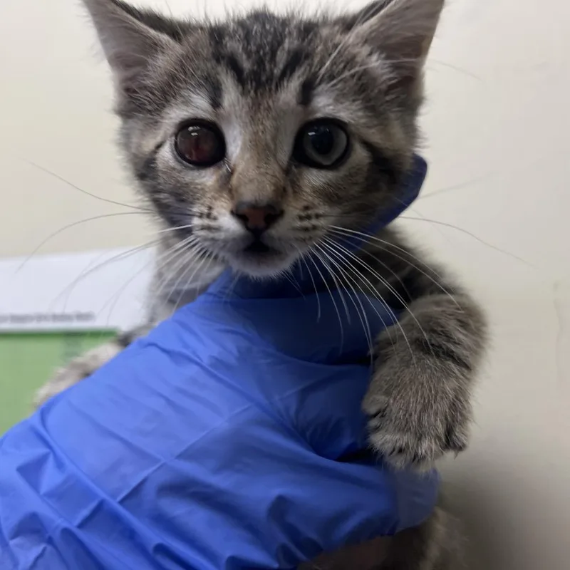 A baby small-sized female Brown / Chocolate Domestic Short Hair cat named Lala for adoption in Pasadena, CA