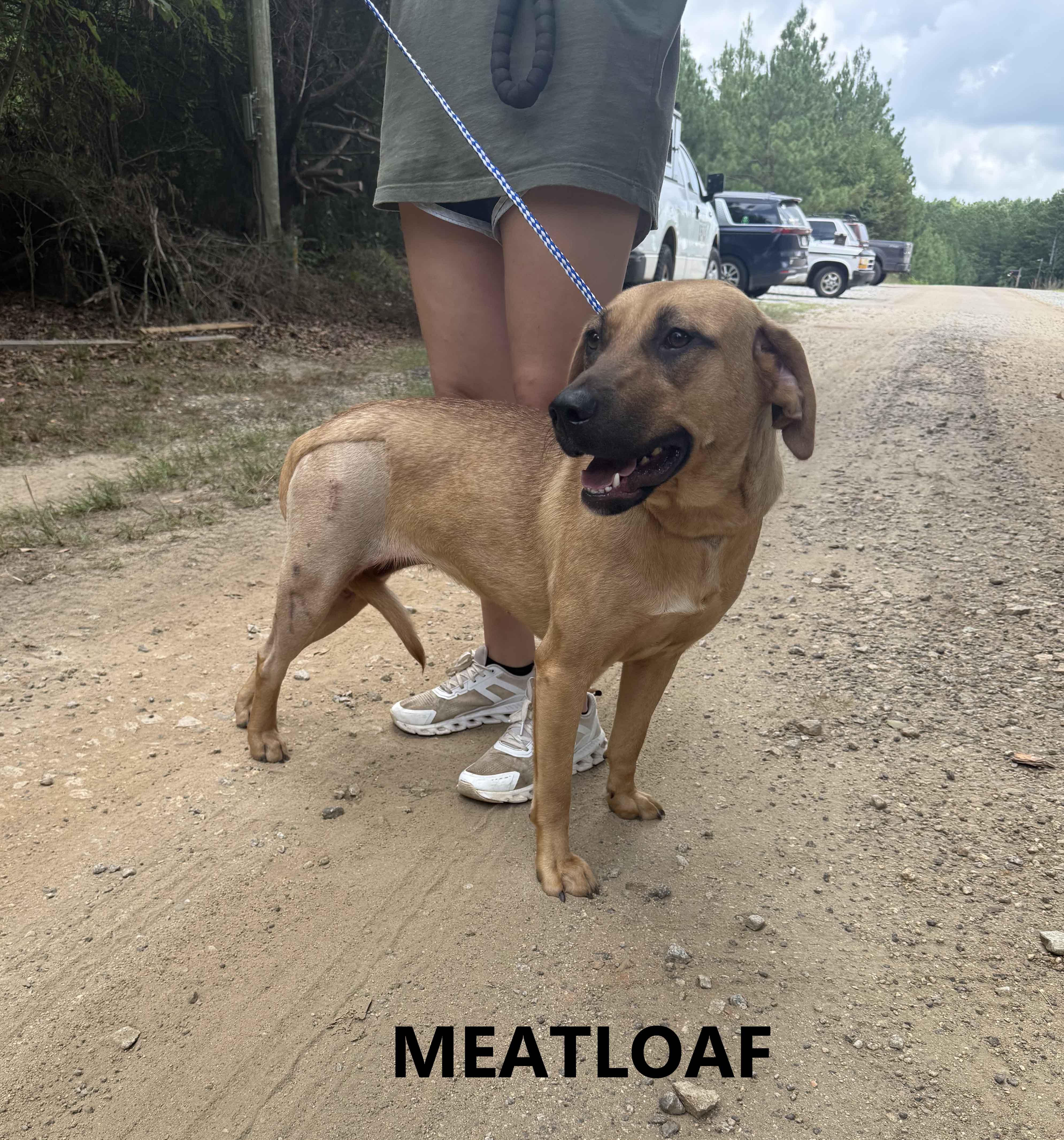 An adult medium-sized female Yellow / Tan / Blond / Fawn Labrador Retriever dog named Meatloaf for adoption in Washington, GA