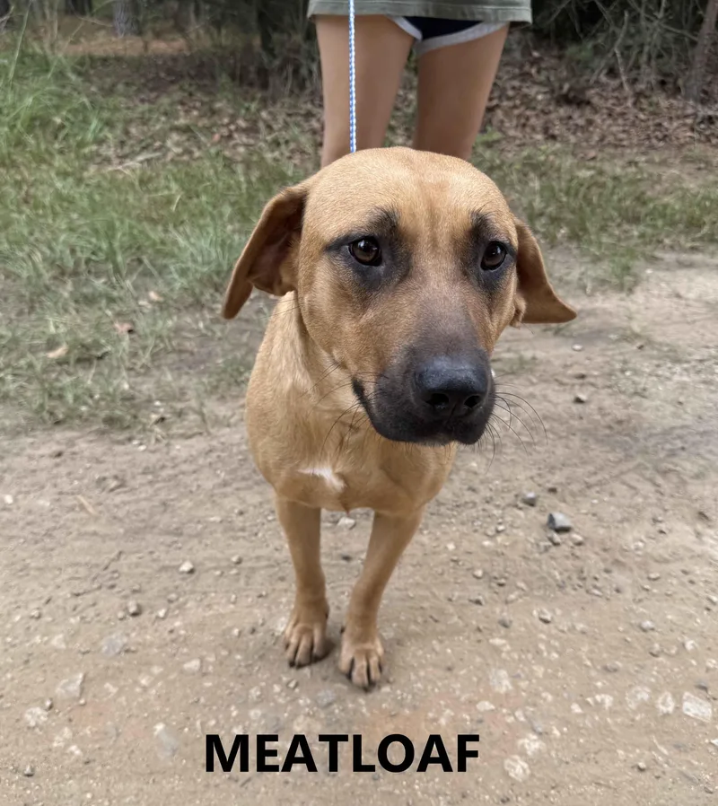 Meatloaf thumbnail 2