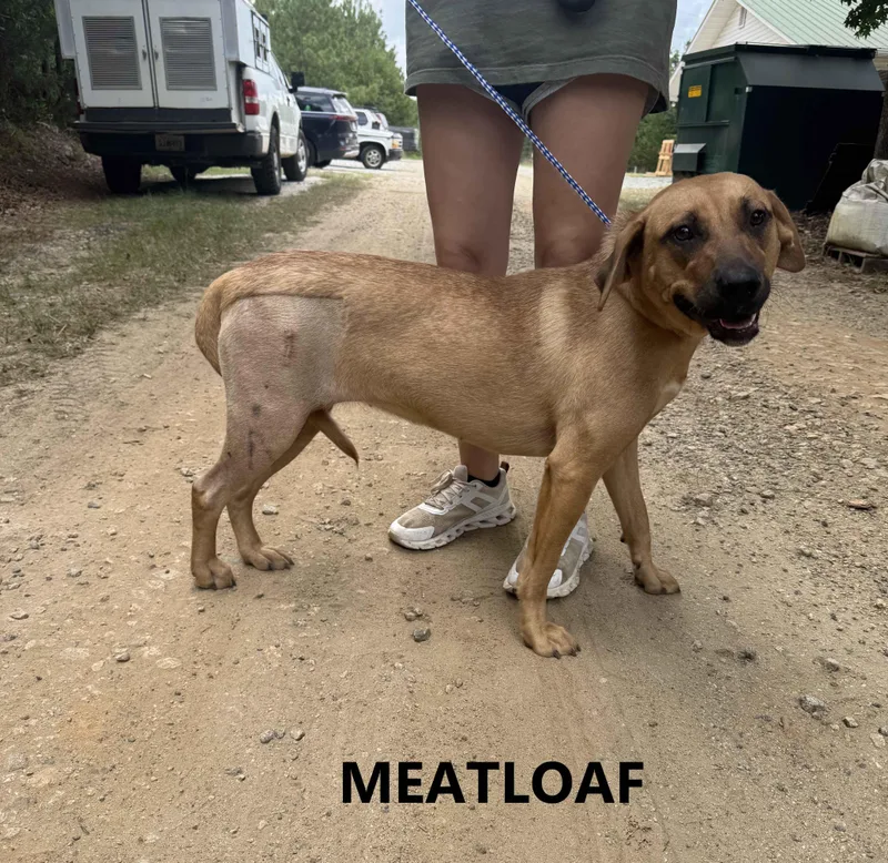 Meatloaf thumbnail 3