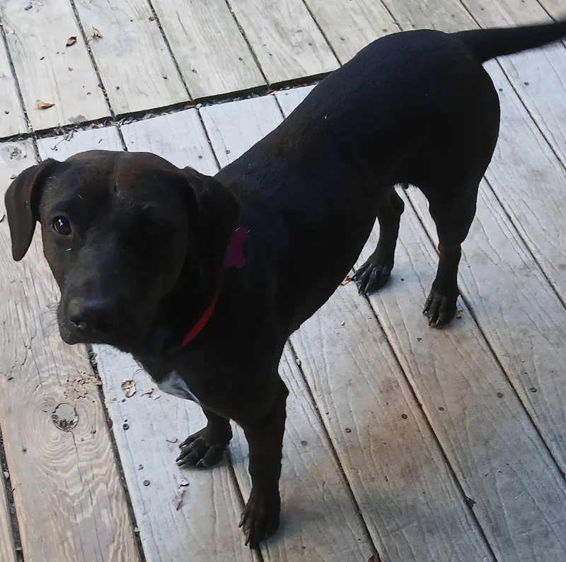 A young medium-sized female Black Labrador Retriever dog named Pebbles for adoption in Gardiner, NY