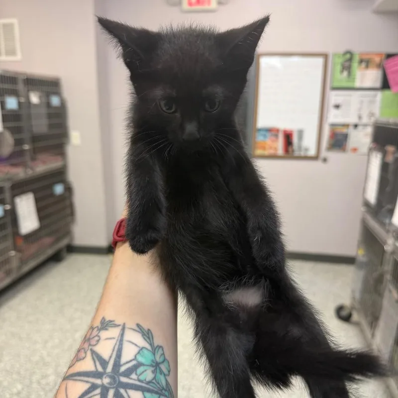 A baby small-sized male Black Domestic Short Hair cat named Kai for adoption in Port Charlotte, FL
