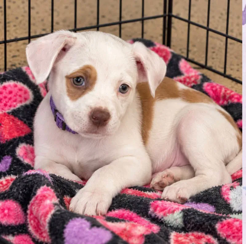A baby medium-sized female Boxer dog named Louise for adoption in Kansas City, KS