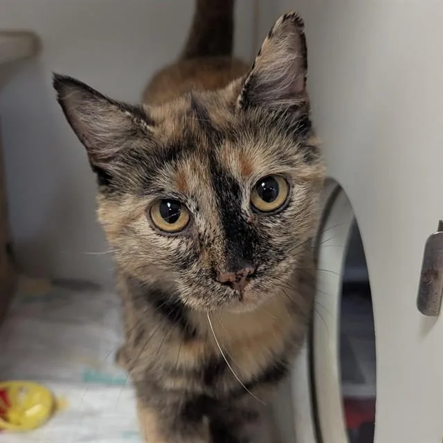 An adult medium-sized female Domestic Short Hair cat named Ailani for adoption in Olivette, MO