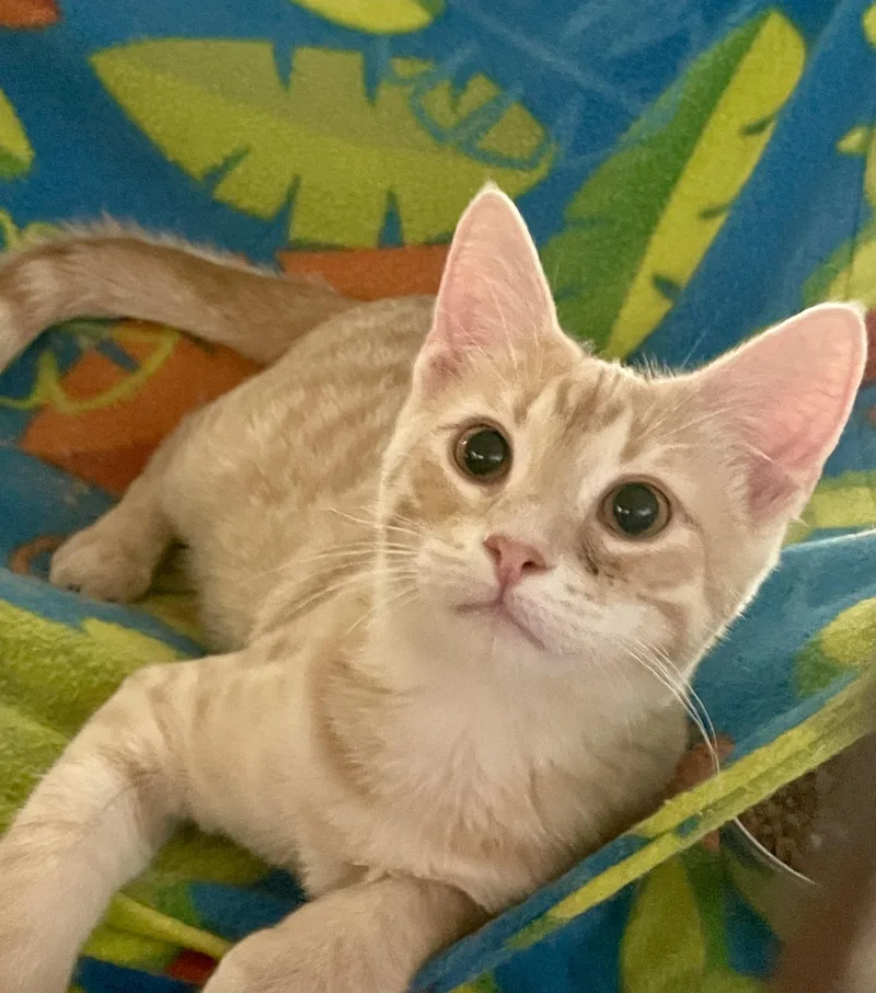 A baby medium-sized male Buff / Tan / Fawn Domestic Short Hair cat named Salem for adoption in Lacon, IL