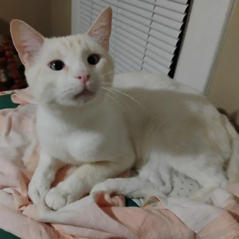 An adult large-sized male Siamese cat named HoneyBear for adoption in Inver Grove Heights, MN