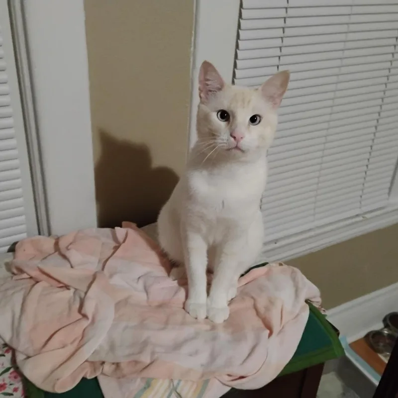 HoneyBear thumbnail 2