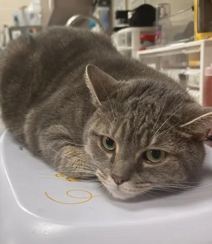 An adult large-sized male Domestic Short Hair cat named Starfish for adoption in Fishers, IN