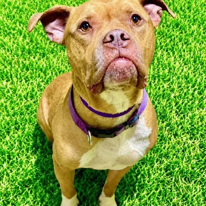 An adult large-sized male Pit Bull Terrier dog named Kato for adoption in Battle Creek, MI