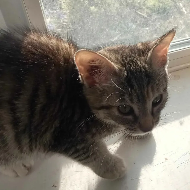 A baby medium-sized female Tabby (Brown / Chocolate) Domestic Short Hair cat named Lucy for adoption in Mira Loma, CA