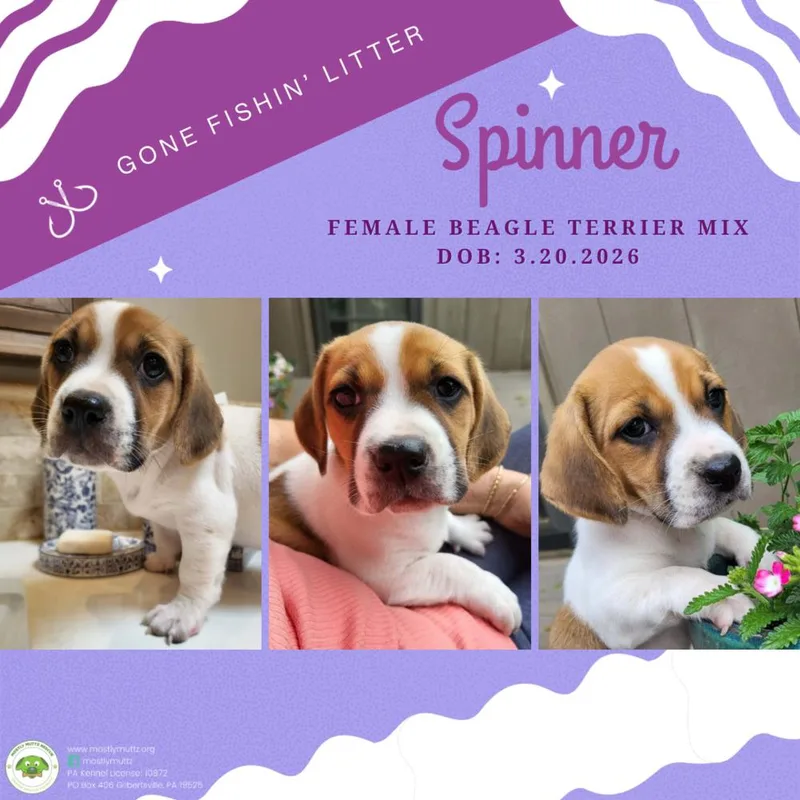 Spinner thumbnail 5