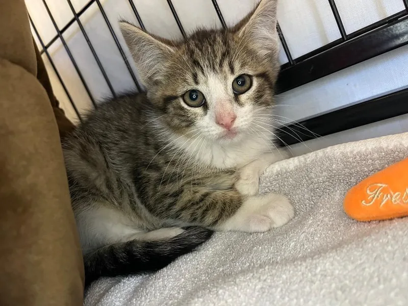A young large-sized male Domestic Short Hair cat named Lt. Lint Trap for adoption in Berlin, MD