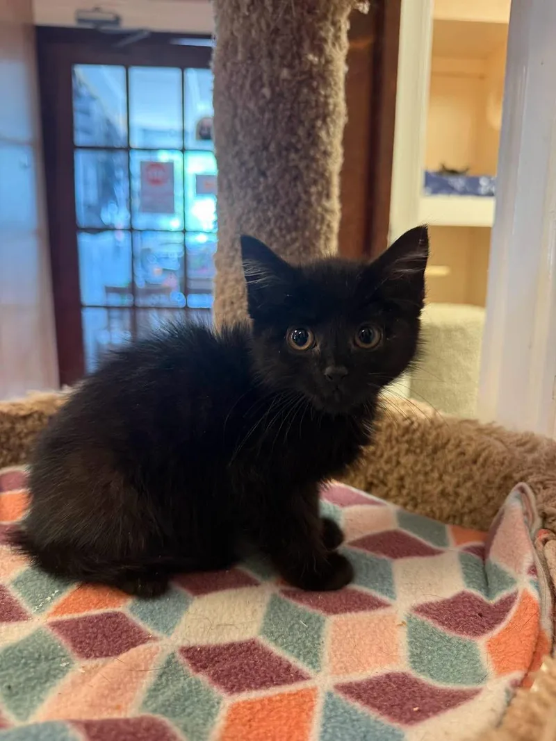 A young small-sized female Black Domestic Short Hair cat named Mila for adoption in Freeport, NY