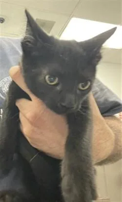 An adult small-sized male Domestic Short Hair cat named Brad for adoption in Van Nuys, CA