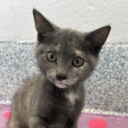 A baby medium-sized female Tortoiseshell Domestic Short Hair cat named Dusty for adoption in Stafford, VA