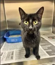 An adult medium-sized female Black Domestic Short Hair cat named Ruby for adoption in Cicero, IL