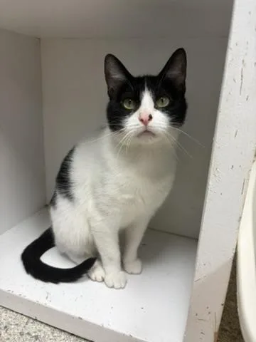 A young small-sized female Domestic Short Hair cat named Lani for adoption in Valparaiso, IN