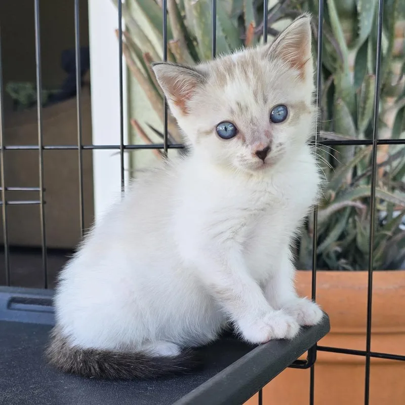 A baby small-sized female White American Shorthair cat named Elena for adoption in Calimesa, CA