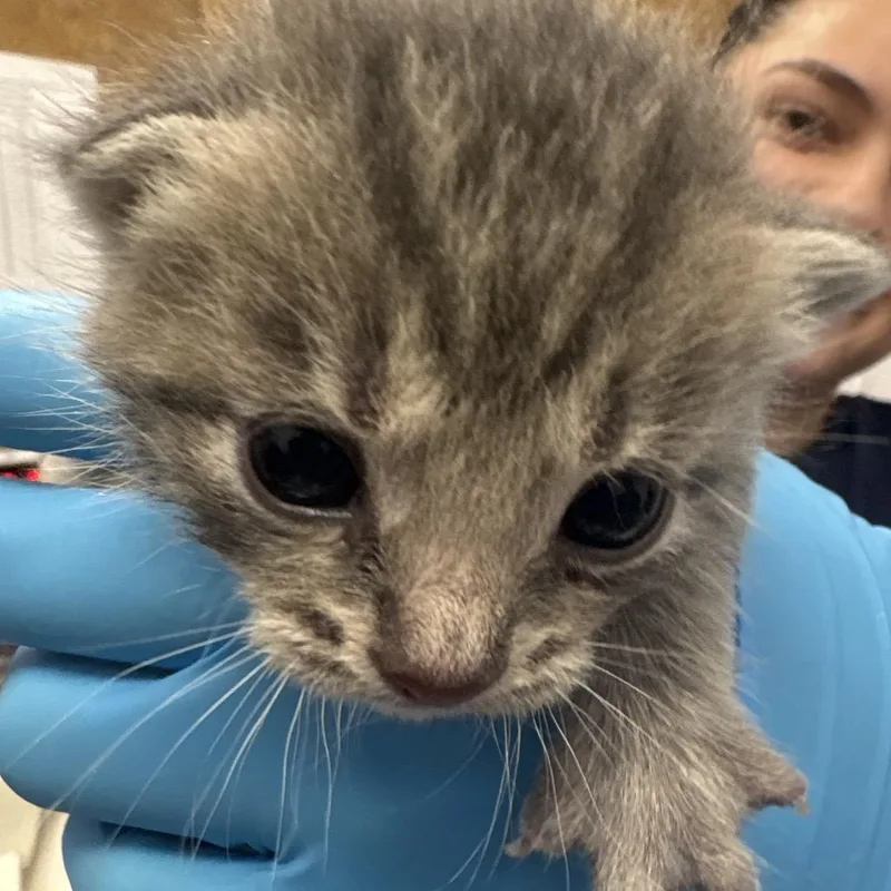 A baby small-sized female Gray / Blue / Silver Domestic Short Hair cat named Spades for adoption in West Palm Beach, FL