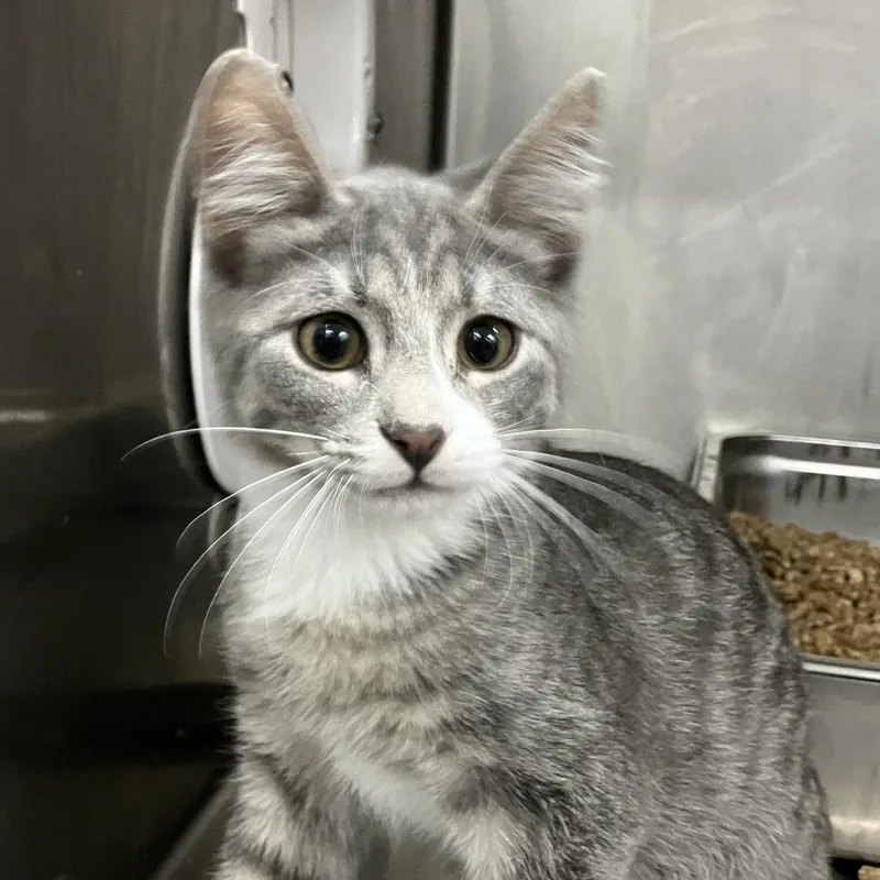 A baby small-sized male Gray / Blue / Silver Domestic Short Hair cat named Bunky for adoption in Idaho Falls, ID