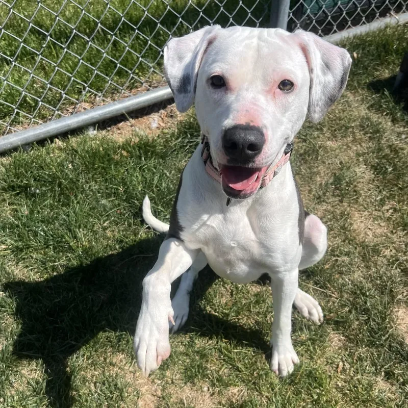 An adult medium-sized female White / Cream Pit Bull Terrier dog named Piglet for adoption in Harrisonburg, VA