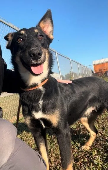 A young medium-sized male Black German Shepherd Dog dog named Chumba for adoption in Cedarburg, WI
