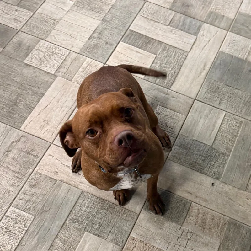 An adult medium-sized female Brown / Chocolate Pit Bull Terrier dog named Rosie for adoption in Homer, NY