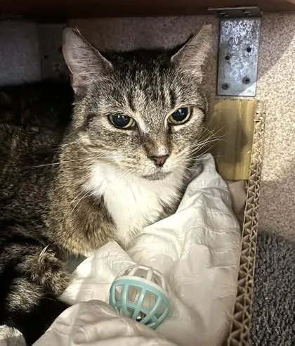 An adult medium-sized female Domestic Short Hair cat named Avalon for adoption in Washington, DC