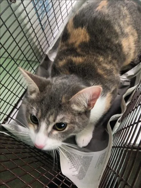 A young large-sized female Domestic Short Hair cat named Roxie for adoption in Los Angeles, CA