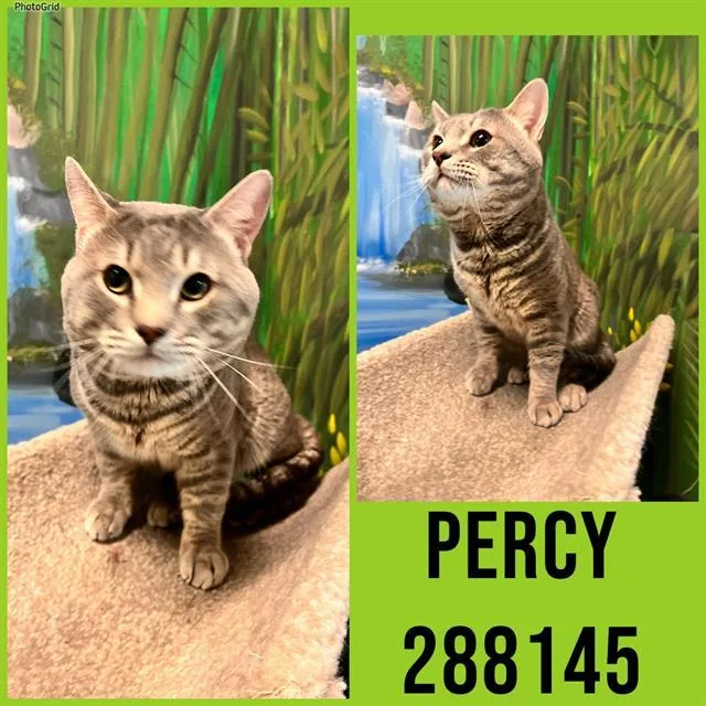 Percy
