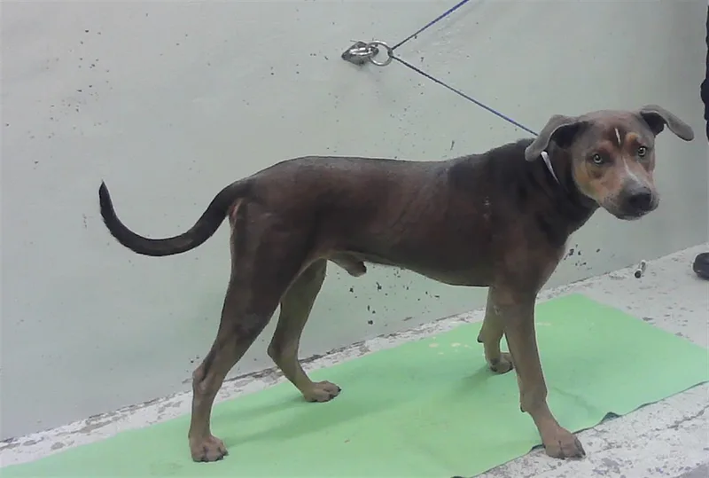 An adult large-sized male Catahoula Leopard Dog dog named Buster for adoption in Houston, TX
