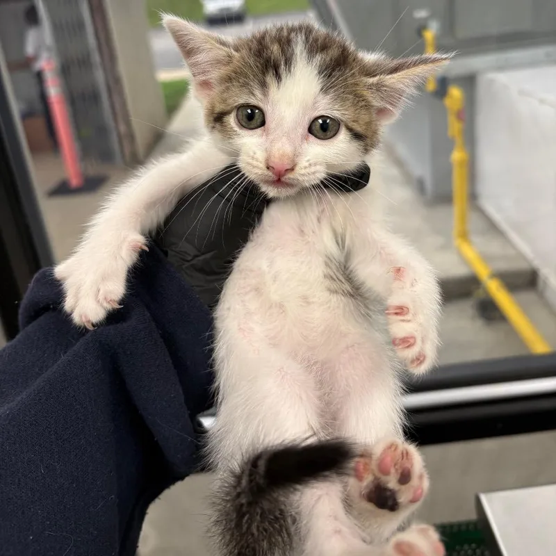 A baby small-sized female White Domestic Short Hair cat named Michelob for adoption in Columbiana, AL