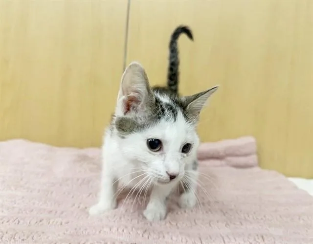 A baby small-sized female Domestic Medium Hair cat named Charlie for adoption in Saint Louis, MO