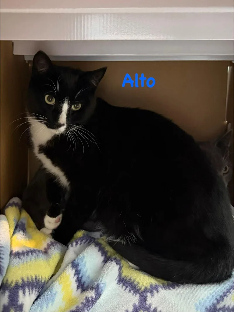 A baby medium-sized male Domestic Short Hair cat named Alto for adoption in Spring Lake, NJ
