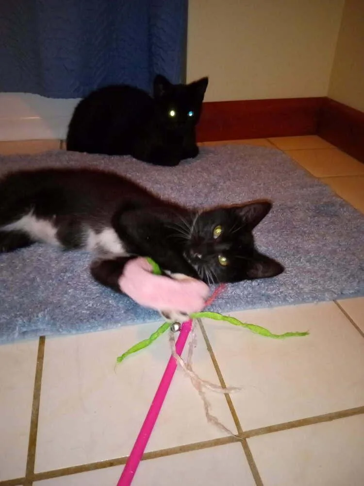 A baby small-sized female Black & White / Tuxedo Domestic Short Hair cat named Whisper for adoption in Olyphant, PA