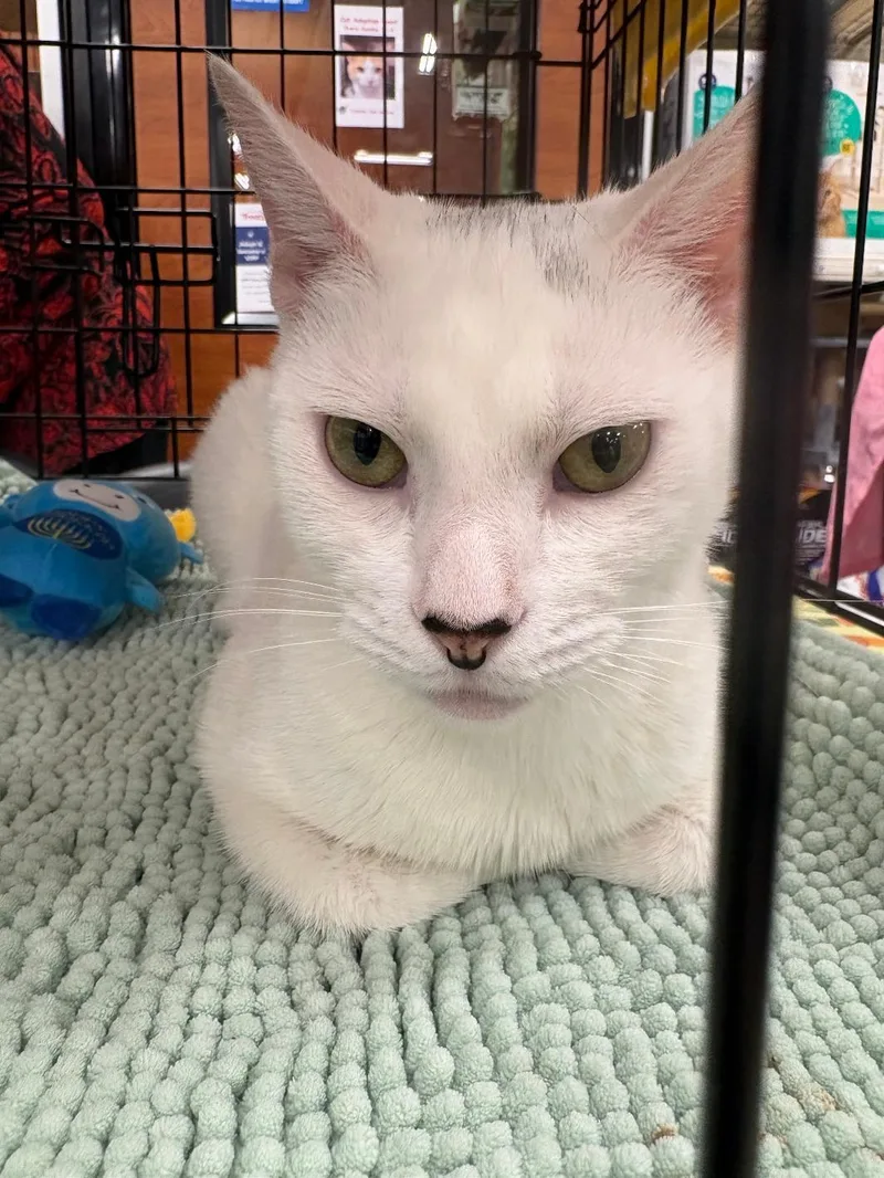 A young medium-sized female White Domestic Short Hair cat named Olivia for adoption in Yardley, PA