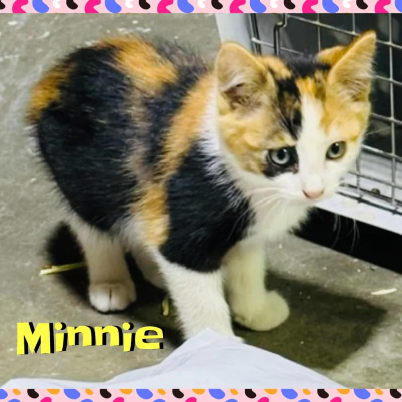 Minnie thumbnail 3