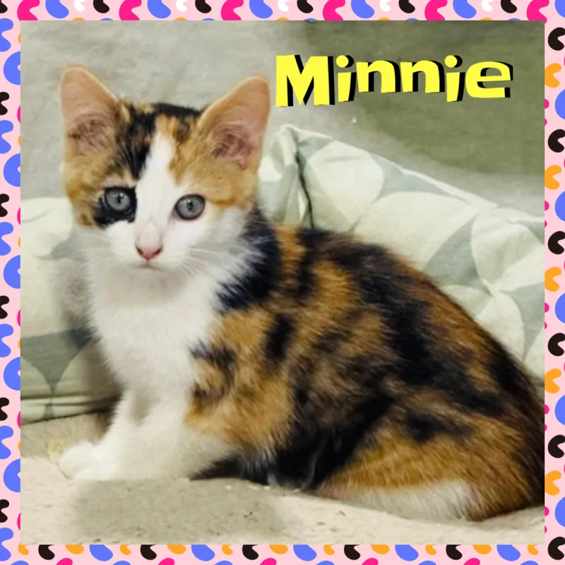 Minnie thumbnail 4