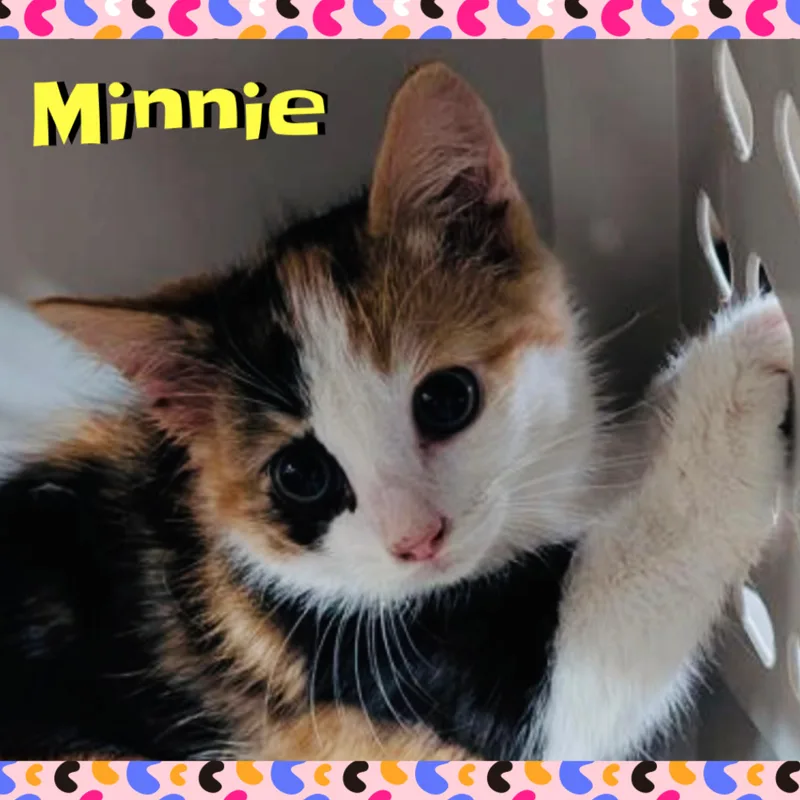 Minnie thumbnail 6