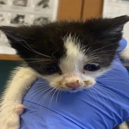 A baby small-sized male Black Domestic Short Hair cat named Bob for adoption in Grantsville, UT