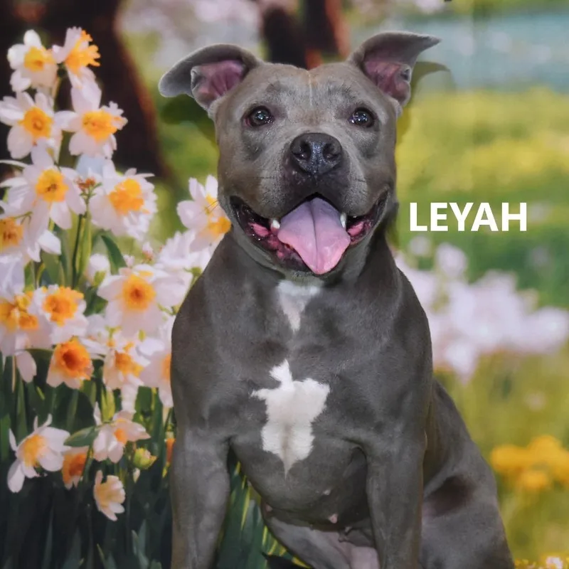 Leyah thumbnail 3