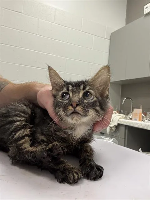 A baby small-sized male Domestic Short Hair cat named Wawa for adoption in Indianapolis, IN