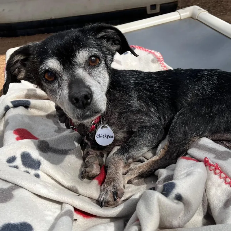 Chickpea thumbnail 2