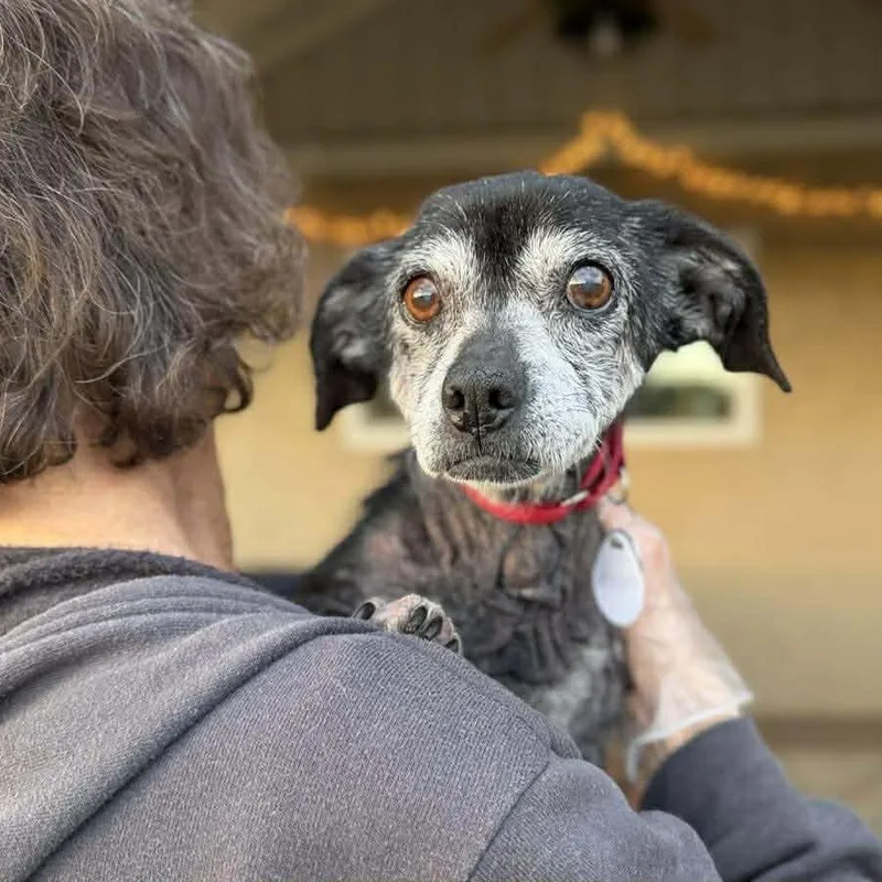 Chickpea thumbnail 4