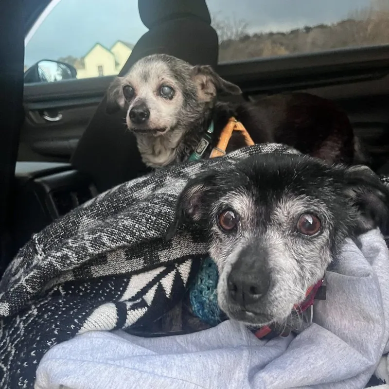 Chickpea thumbnail 5