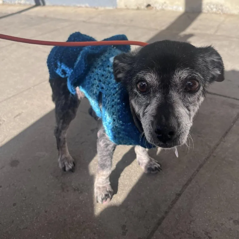 Chickpea thumbnail 6