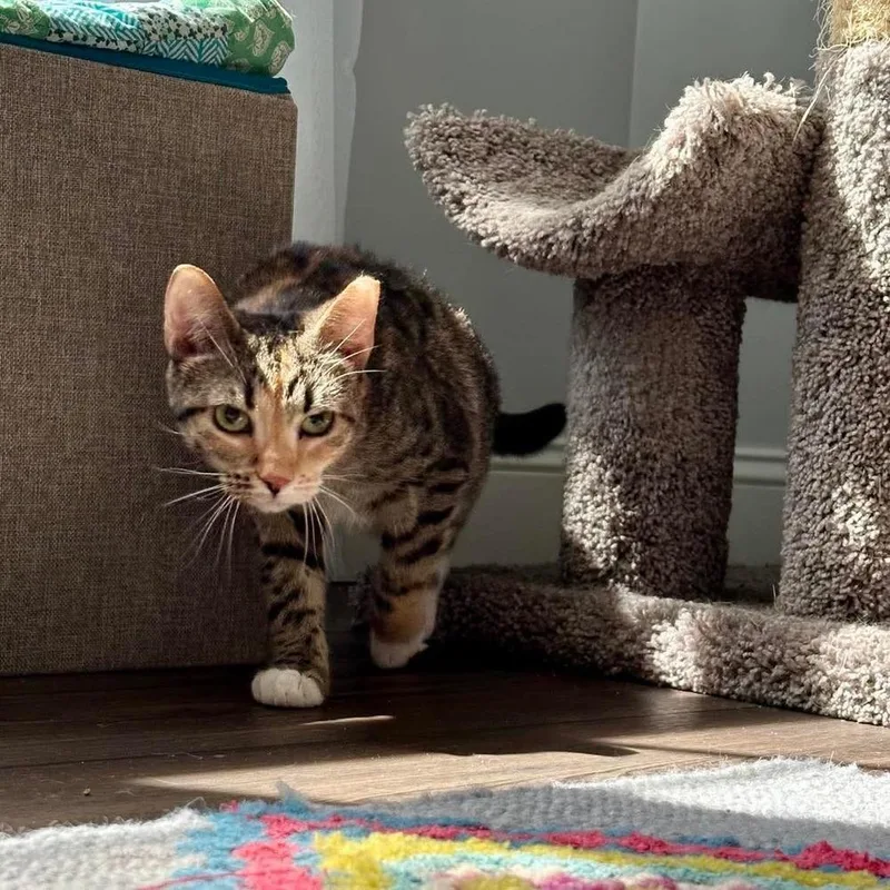 A young medium-sized female Domestic Short Hair cat named Bunny for adoption in Raleigh, NC