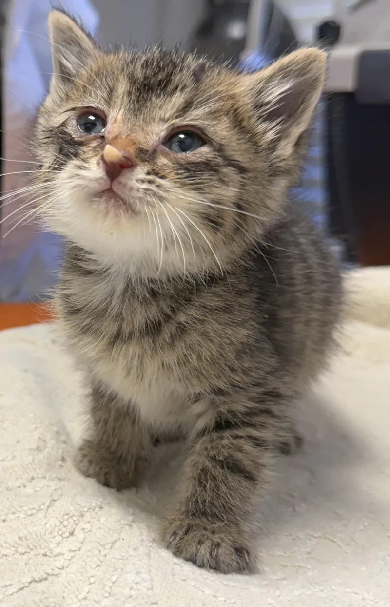 A baby small-sized male Domestic Short Hair cat named Wyatt for adoption in Pinson, AL